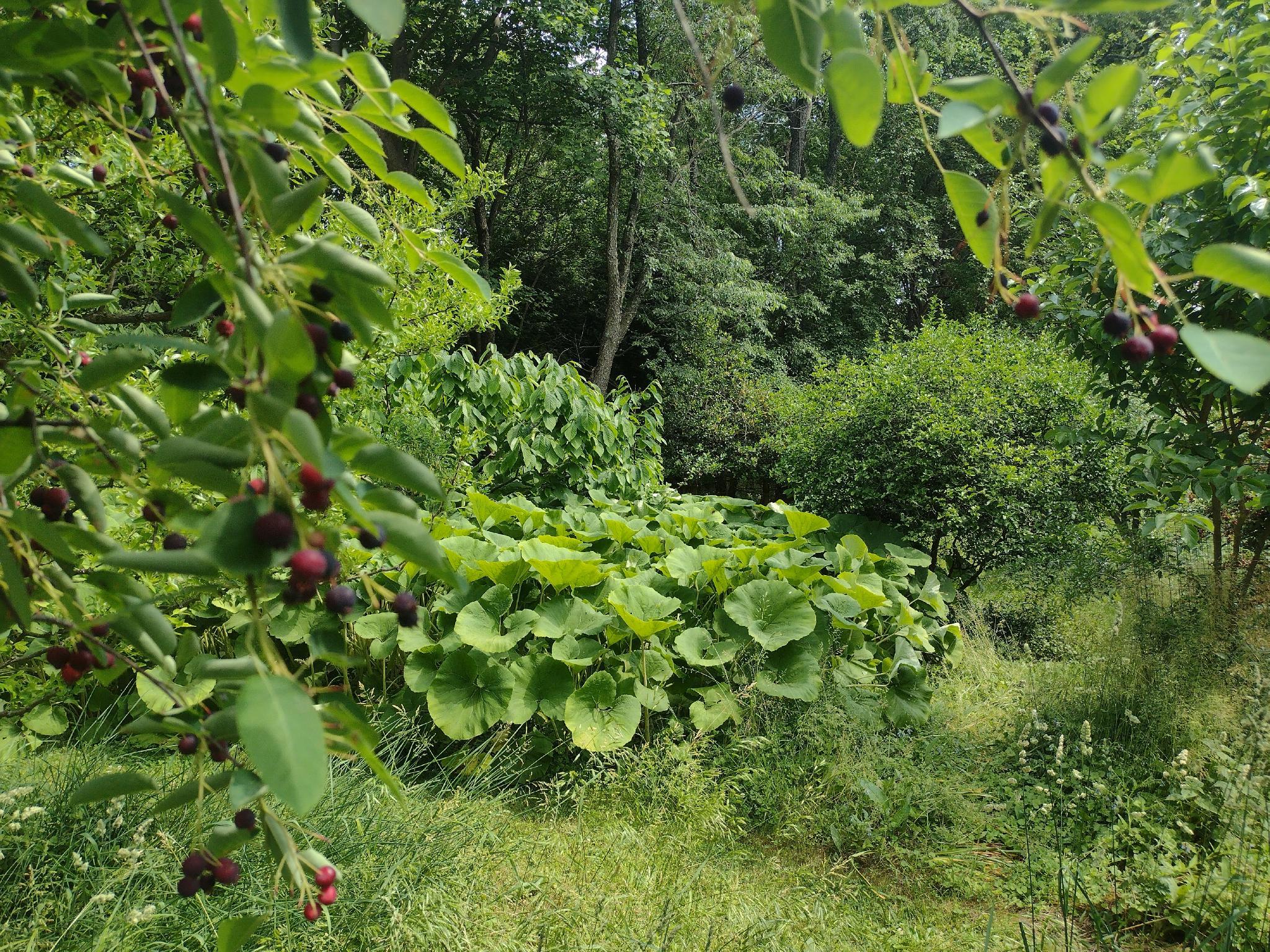 Lush forest garden